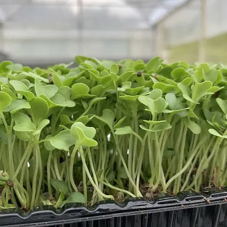 imagem de Couve [100g] - Microverde