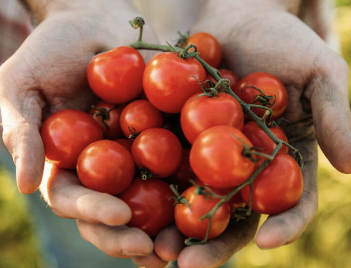 imagem de Tomatinho do Mato [Bandeja]
