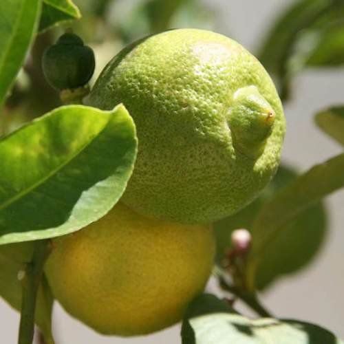 imagem de Limão Doce - [kg]