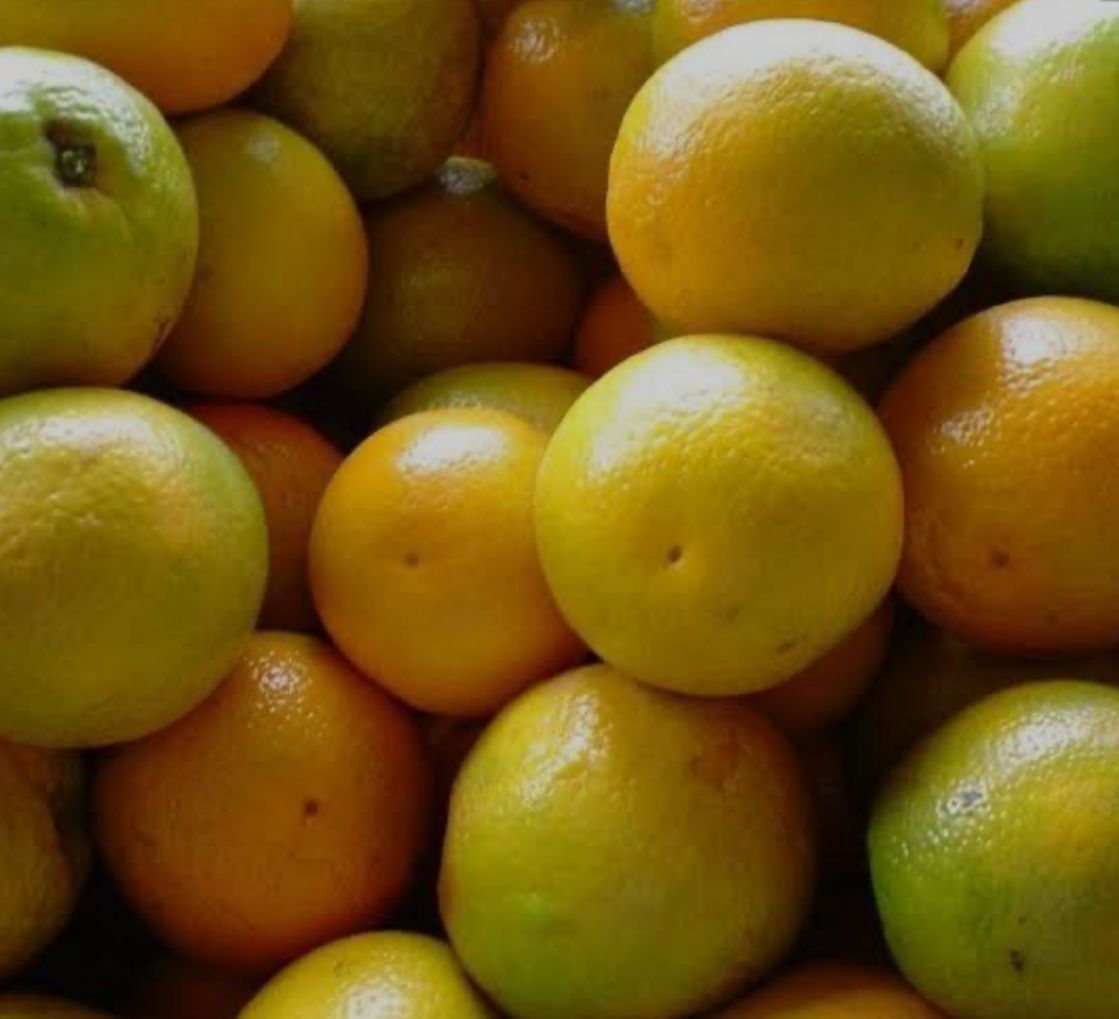 imagem de Laranja Pera [kg]