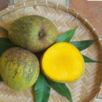 imagem de Manga Ouro [dúzia]