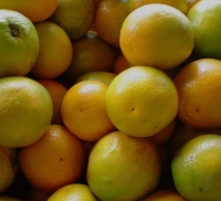 imagem de Laranja Pera [kg]