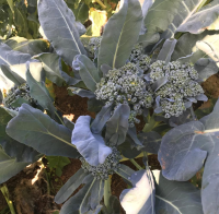 imagem de Brócolis Ramoso [Mói]